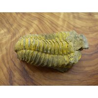Trilobite Fossil Schnecke Großes Dekostück ~Hippie ~Goa ~Boho ~Ethno ~Nature ~Heilstein Trilobite Fossil Schnecke Großes Dekostück ~Hippie ~Goa ~Boho ~Ethno ~Nature ~Heilstein von ArtOfNatureBerlin