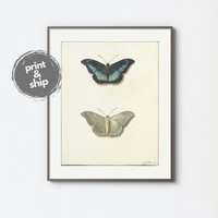 Ober- Und Unteransicht Eines Schmetterlings Von Georgius Jacobus Johannes Van Os, 1792 - 1861 | Vintage Aquarell Kunstdruck von ArtSavoor