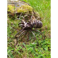 3D Spinne Edelrost Gartendeko Tier Insekt Rost Optik von ArteFerroShop