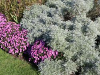 Halbstrauchiger Wermut 'Powis Castle', Artemisia arborescens 'Powis Castle', Containerware von Artemisia arborescens 'Powis Castle'
