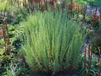 Estragon, Artemisia dracunculus, Topfware von Artemisia dracunculus