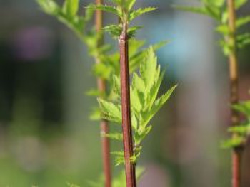 Elfenraute 'Guizhou', Artemisia lactiflora 'Guizhou', Topfware von Artemisia lactiflora 'Guizhou'