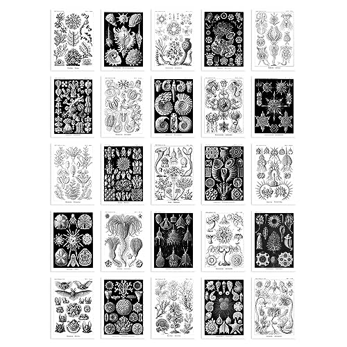 50 Pcs Botanical Aesthetic Haeckel Nature Black White Collage Kit Wall Art Prints A6 Set Pack 14.8 x 10.5 cm (5.8 x 4.1) Bedroom Wall Home Bathroom Pictures von Artery8