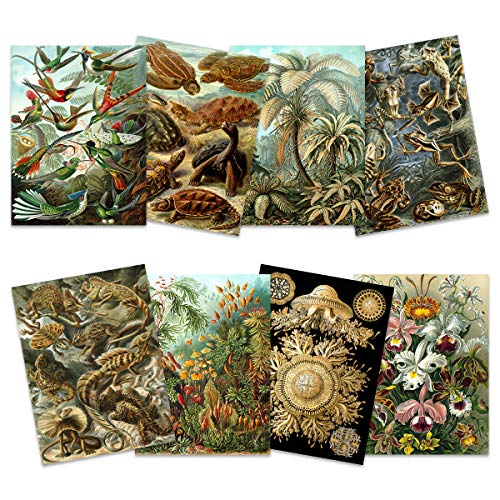 Artery8 Ernst Haeckel Kunstformen Der Natur Plates Nature Vintage Various Land Sea Biology Art Print Poster Home Decor Premium Pack of 8 Artery8 Ernst Haeckel Kunstformen Der Natur Plates Nature Vintage Various Land Sea Biology Art Print Poster Home Decor Premium Pack of 8 von Artery8