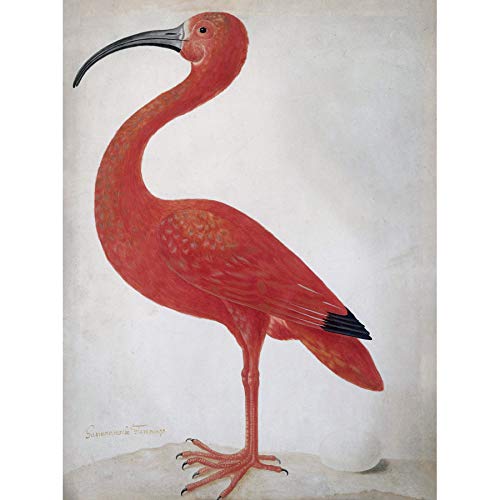 Artery8 Merian Scarlet Ibis mit Ei, Natur, Vogelgemälde, ungerahmt von Artery8