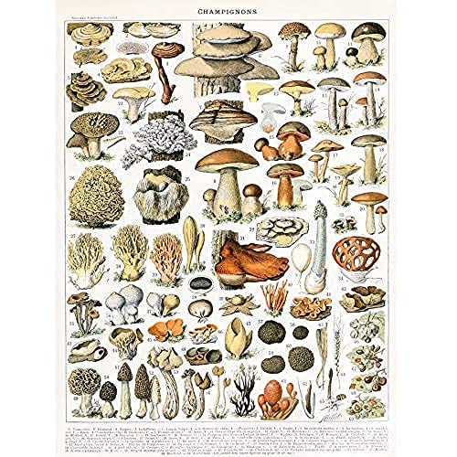 Artery8 Millot Natur Enzyklopädie Seite Pilze Vielfalt Ungerahmter Druck 30x40 cm von Artery8