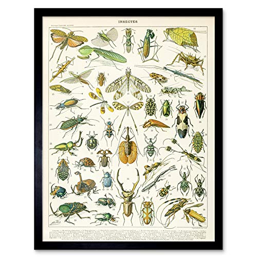 Artery8 Millot Natur Enzyklopädie Seite Insekten Käfer Gerahmter Druck 30x40 cm von Artery8