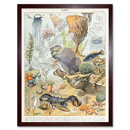 Artery8 Millot Natur Enzyklopädie Seite Meerestiere Gerahmter Druck 30x40 cm von Artery8