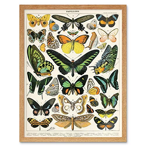 Artery8 Millot Natur Enzyklopädie Seite Motten Schmetterlinge Gerahmter Druck 30x40 cm von Artery8