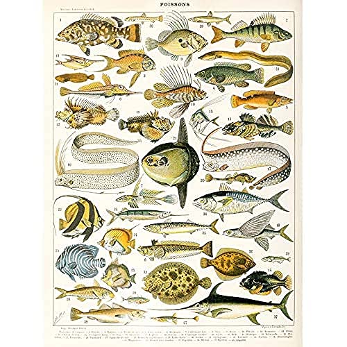 Artery8 Millot Natur Enzyklopädie Seite Vielfalt Seefisch Ungerahmter Druck 30x40 cm von Artery8
