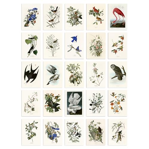 Artery8 Set Pack of 50 John James Audubon Birds of America Illustrations Collage Kit Bedroom A6 14.8 x 10.5 cm (5.8 x 4.1) von Artery8