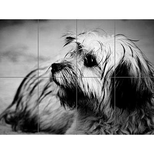 Artery8 Terrier Dog Black And White Photo XL Giant Panel Poster (8 Sections) Fotografieren von Artery8