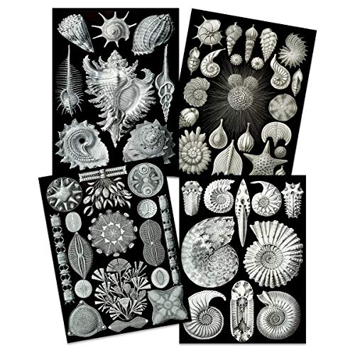 Ernst Haeckel Kunstformen Der Natur Plates Nature Vintage Biology Art Print Poster Home Decor Premium Pack of 4 Kunstformen der Natur Teller Natur Jahrgang Biologie Zuhause Deko von Artery8
