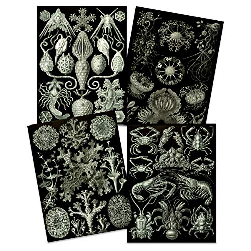 Ernst Haeckel Kunstformen Der Natur Plates Nature Vintage Biology Art Print Poster Home Decor Premium Pack of 4 Kunstformen der Natur Teller Natur Jahrgang Biologie Zuhause Deko von Artery8