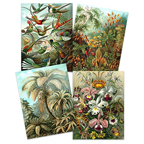 Ernst Haeckel Kunstformen Der Natur Plates Nature Vintage Birds Flora Fauna Biology Art Print Poster Home Decor Premium Pack of 4 Kunstformen der Natur von Artery8