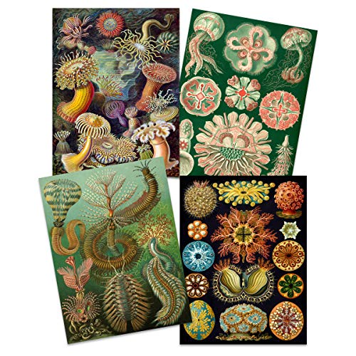 Ernst Haeckel Kunstformen Der Natur Plates Nature Vintage Colourful Biology Art Print Poster Home Decor Premium Pack of 4 Kunstformen der Natur Teller Natur Jahrgang Bunt Biologie Zuhause Deko von Artery8