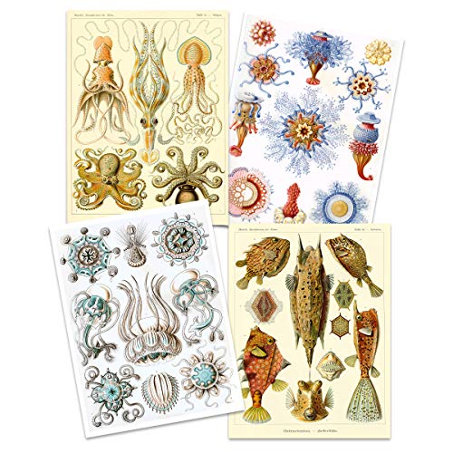 Ernst Haeckel Kunstformen Der Natur Plates Nature Vintage Octopus Biology Art Print Poster Home Decor Premium Pack of 4 Kunstformen der Natur Teller Natur Jahrgang Biologie Zuhause Deko von Artery8