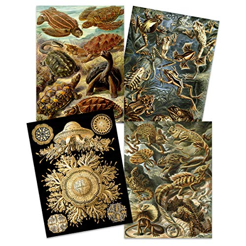 Ernst Haeckel Kunstformen Der Natur Plates Nature Vintage Tortoise Biology Art Print Poster Home Decor Premium Pack of 4 Kunstformen der Natur Teller Natur Jahrgang Biologie Zuhause Deko von Artery8