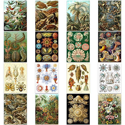 Ernst Haeckel Kunstformen Der Natur Plates Nature Vintage Various Biology Art Print Poster Home Decor Premium Pack of 16 Kunstformen der Natur Teller Natur Jahrgang Biologie Zuhause Deko von Artery8