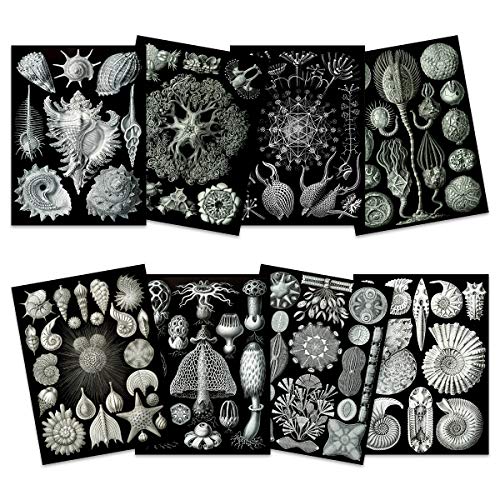 Ernst Haeckel Kunstformen Der Natur Plates Nature Vintage Various Black White Biology Art Print Poster Home Decor Premium Pack of 8 Kunstformen der Natur Teller Natur Jahrgang Biologie Zuhause Deko von Artery8