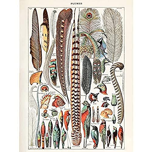 Millot Encyclopedia Page Birds Feathers Plumage Unframed Wall Art Print Poster Home Decor Premium Seite Vögel Wand Zuhause Deko von Artery8