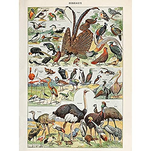 Millot Encyclopedia Page Birds Ostrich Flamingo Unframed Wall Art Print Poster Home Decor Premium Seite Vögel Wand Zuhause Deko von Artery8