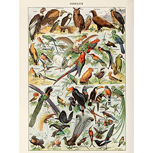 Millot Encyclopedia Page Birds Owls Parrots Large Wall Art Poster Print Thick Paper 18X24 Inch Seite Vögel Papagei Wand Poster drucken von Artery8