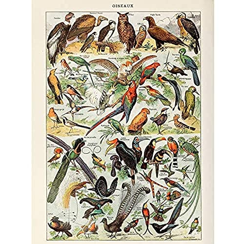 Artery8 Millot Natur Enzyklopädie Seite Vögel Eulen Papageien Ungerahmter Druck 30x40 cm von Artery8