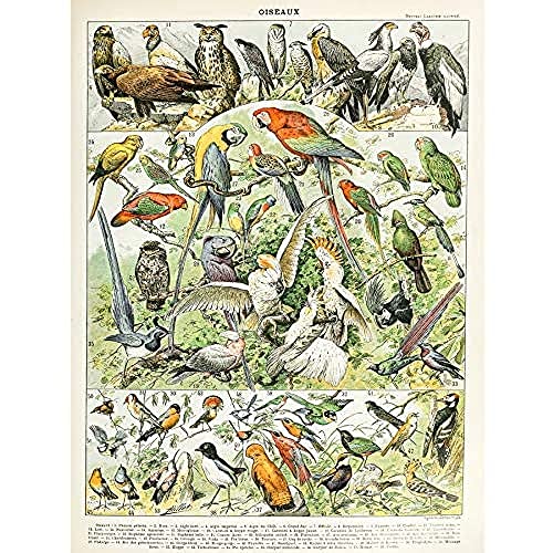 Artery8 Millot Encyclopedia Page Birds Parrots Vultures Unframed Wall Art Print Poster Home Decor Premium Seite Vögel Papagei Wand Zuhause Deko von Artery8