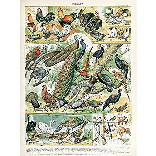 Artery8 Millot Natur Enzyklopädie Seite Vögel Pfau Huhn Ungerahmter Druck 30x40 cm von Artery8