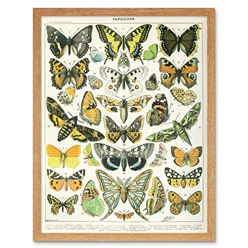 Artery8 Millot Encyclopedia Page Butterflies Moths Art Print Framed Poster Wall Decor 12x16 inch Seite Wand Deko von Artery8