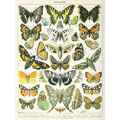 Artery8 Millot Encyclopedia Page Butterflies Moths Unframed Wall Art Print Poster Home Decor Premium Seite Wand Zuhause Deko von Artery8