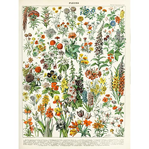 Millot Encyclopedia Page Flowers Plants Unframed Wall Art Print Poster Home Decor Premium Seite Blumen Pflanze Wand Zuhause Deko von Artery8