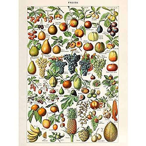 Millot Encyclopedia Page Fruit Grape Pineapple Unframed Wall Art Print Poster Home Decor Premium Seite Obst Wand Zuhause Deko von Artery8