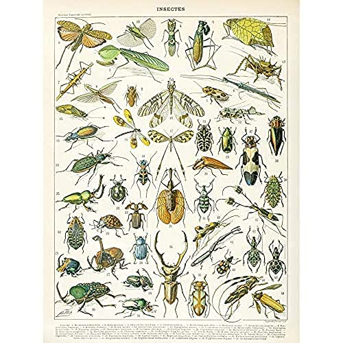 Millot Encyclopedia Page Insects Beetles Unframed Wall Art Print Poster Home Decor Premium Seite Wand Zuhause Deko von Artery8