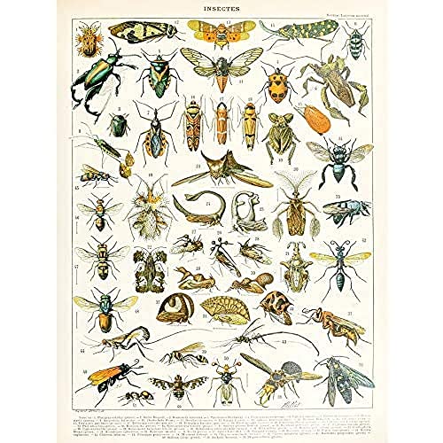 Artery8 Millot Encyclopedia Page Insects Cicada Unframed Wall Art Print Poster Home Decor Premium Seite Wand Zuhause Deko von Artery8