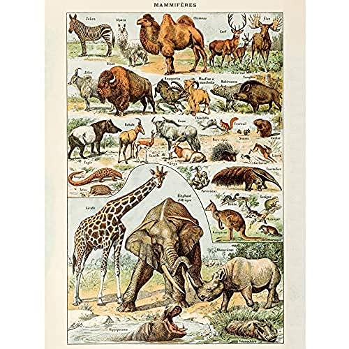 Millot Encyclopedia Page Mammals Camel Giraffe Unframed Wall Art Print Poster Home Decor Premium Seite Wand Zuhause Deko von Artery8