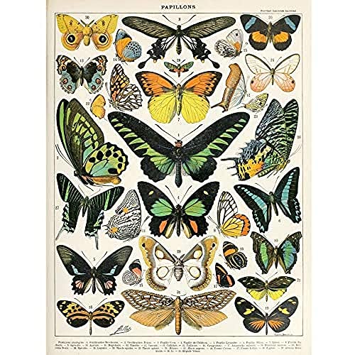 Artery8 Millot Natur Enzyklopädie Seite Motten Schmetterlinge Ungerahmter Druck 30x40 cm von Artery8
