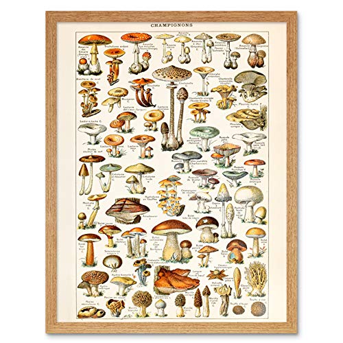 Millot Encyclopedia Page Mushrooms Fungus Art Print Framed Poster Wall Decor 12x16 inch Seite Wand Deko von Artery8