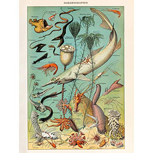 Millot Encyclopedia Page Ocean Fish Shark Large Wall Art Poster Print Thick Paper 18X24 Inch Seite Ozean FISCH Wand Poster drucken von Artery8