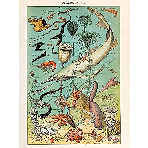 Millot Encyclopedia Page Ocean Fish Shark Unframed Wall Art Print Poster Home Decor Premium Seite Ozean FISCH Wand Zuhause Deko von Artery8