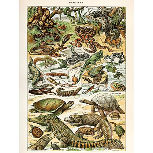Millot Encyclopedia Page Reptiles Snake Tortoise Art Print Canvas Premium Wall Decor Poster Mural Seite Wand Deko von Artery8