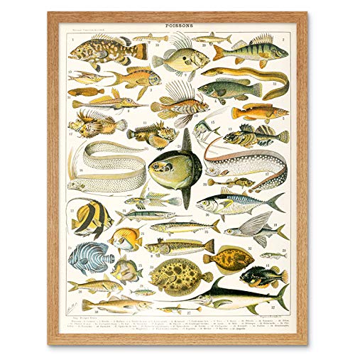 Millot Encyclopedia Page Variety Sea Fish Art Print Framed Poster Wall Decor 12x16 inch Seite FISCH Wand Deko von Artery8