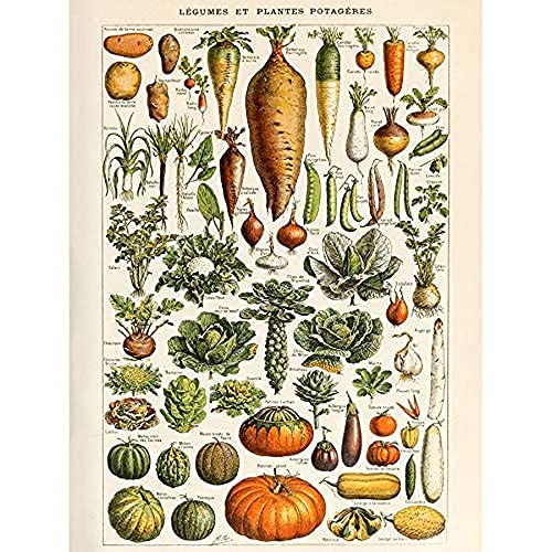 Artery8 Millot Encyclopedia Page Vegetables Legumes Unframed Wall Art Print Poster Home Decor Premium Seite Wand Zuhause Deko von Artery8