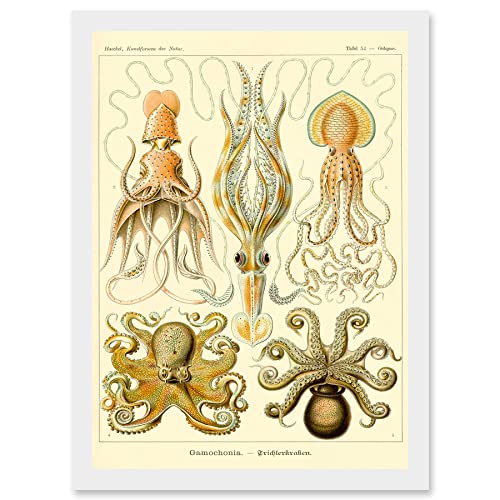 Nature Ernst Haeckel Octopus Biology Sea Underwater Artwork Framed A3 Wall Art Print Natur Biologie Mauer von Artery8