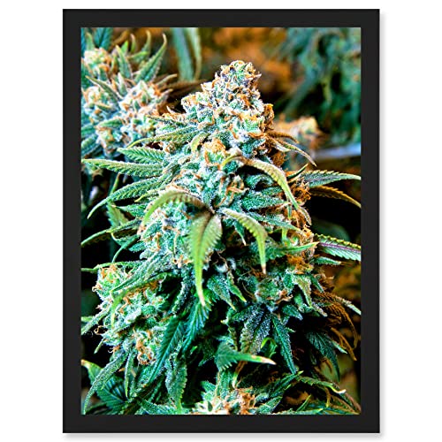 Artery8 Photography Nature Cannabis Marijuana Bud Weed Plant Artwork Framed Wall Art Print A4 von Artery8