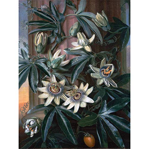 Artery8 Reinagle Blue Passion Flower Temple Flora Thornton Painting Large Wall Art Poster Print Thick Paper 18X24 Inch Blau Blume Tempel Malerei Wand Poster drucken von Artery8