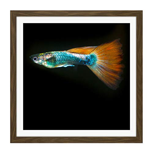 Warby Guppy Fish Sea Ocean Photo Square Wooden Framed Wall Art Print Picture 16X16 Inch Krieg FISCH Ozean Fotografieren Holz Wand Bild von Artery8