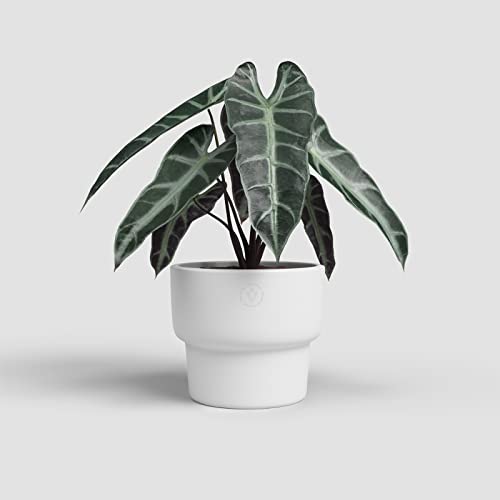 Artevasi Echo High Pot, Blumentopf, Heimdekoration, 16,5cm Durchmesser, weiß von Artevasi
