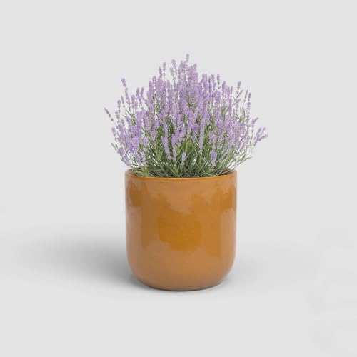 Artevasi Jupiter, Keramischer Blumentopf mit glasiertem Finish, 16cm, Herbstgelb Artevasi Jupiter, Keramischer Blumentopf mit glasiertem Finish, 16cm, Herbstgelb von Artevasi